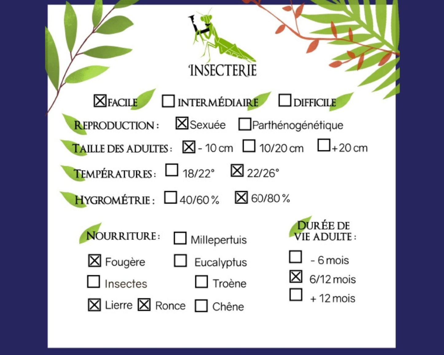 Fásmidos - Acanthomenexenus polyacanthus