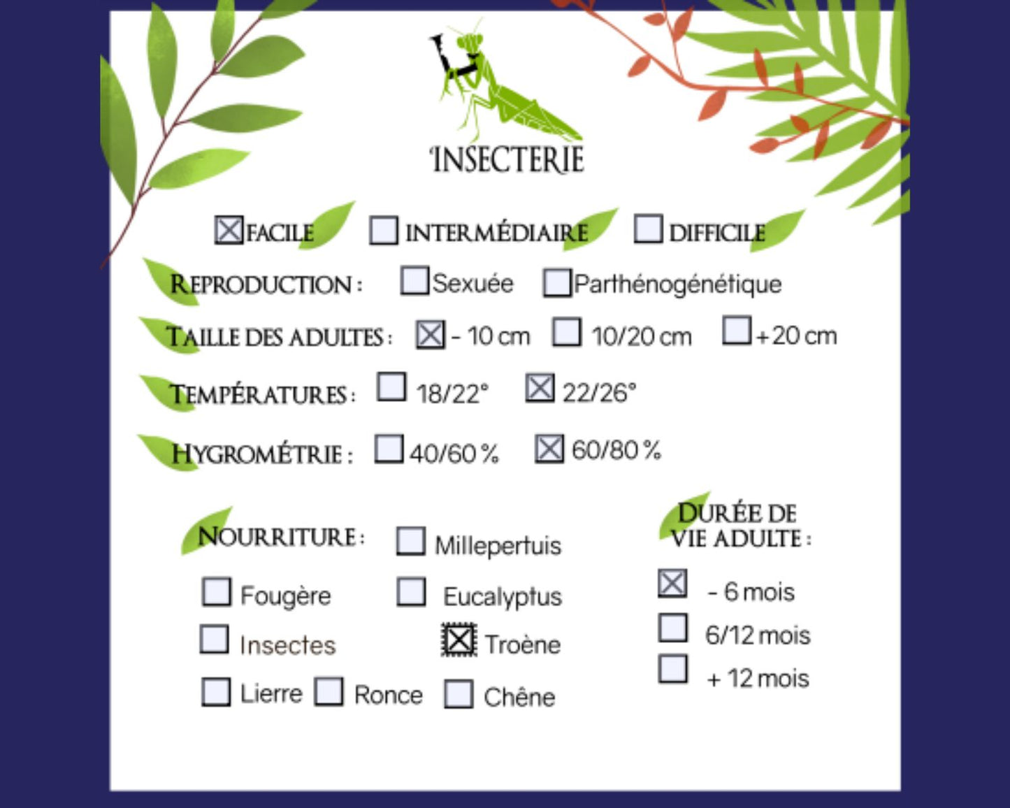 Mariposa - Philosamia Ricini Bombyx eri