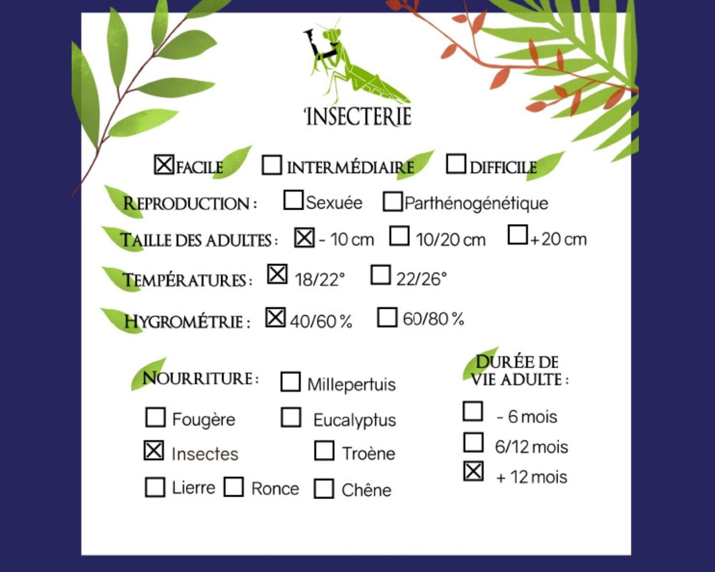 Elevage fourmis Lasius niger