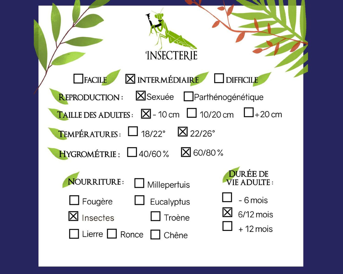 Mantis hoja - Deroplatys desiccata