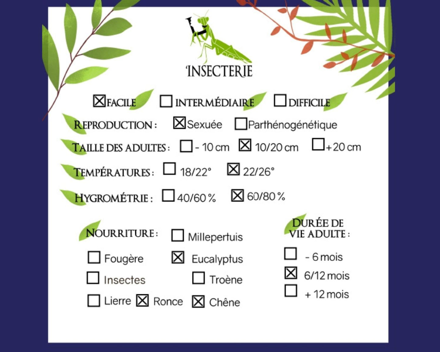 Fásmidos- Onchestus rentzi