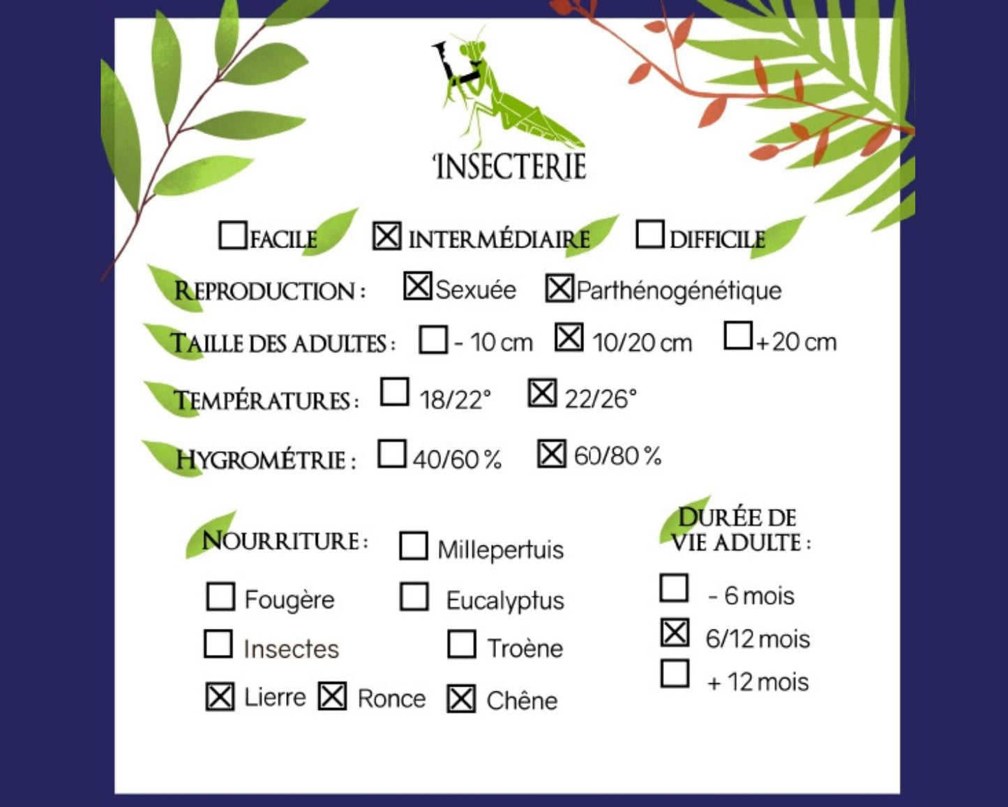 Fásmidos - Paramenexenus Laetus