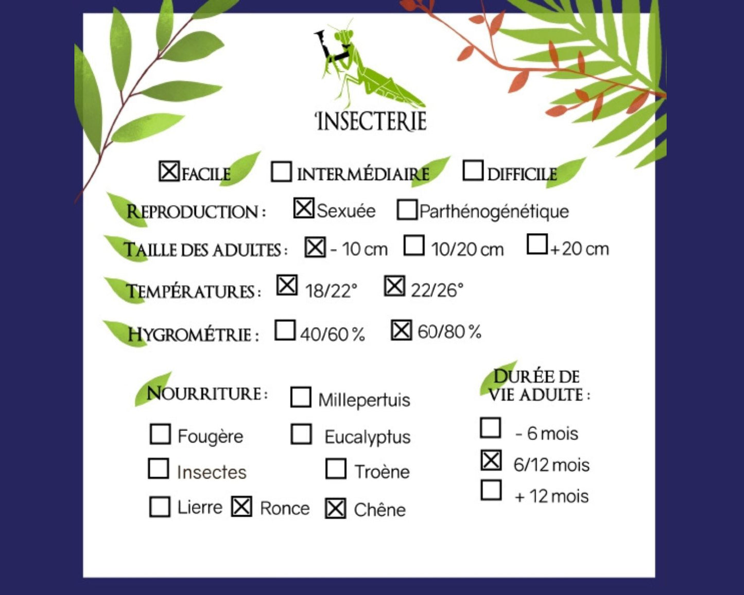 Fásmido - Sungaya inexpectata