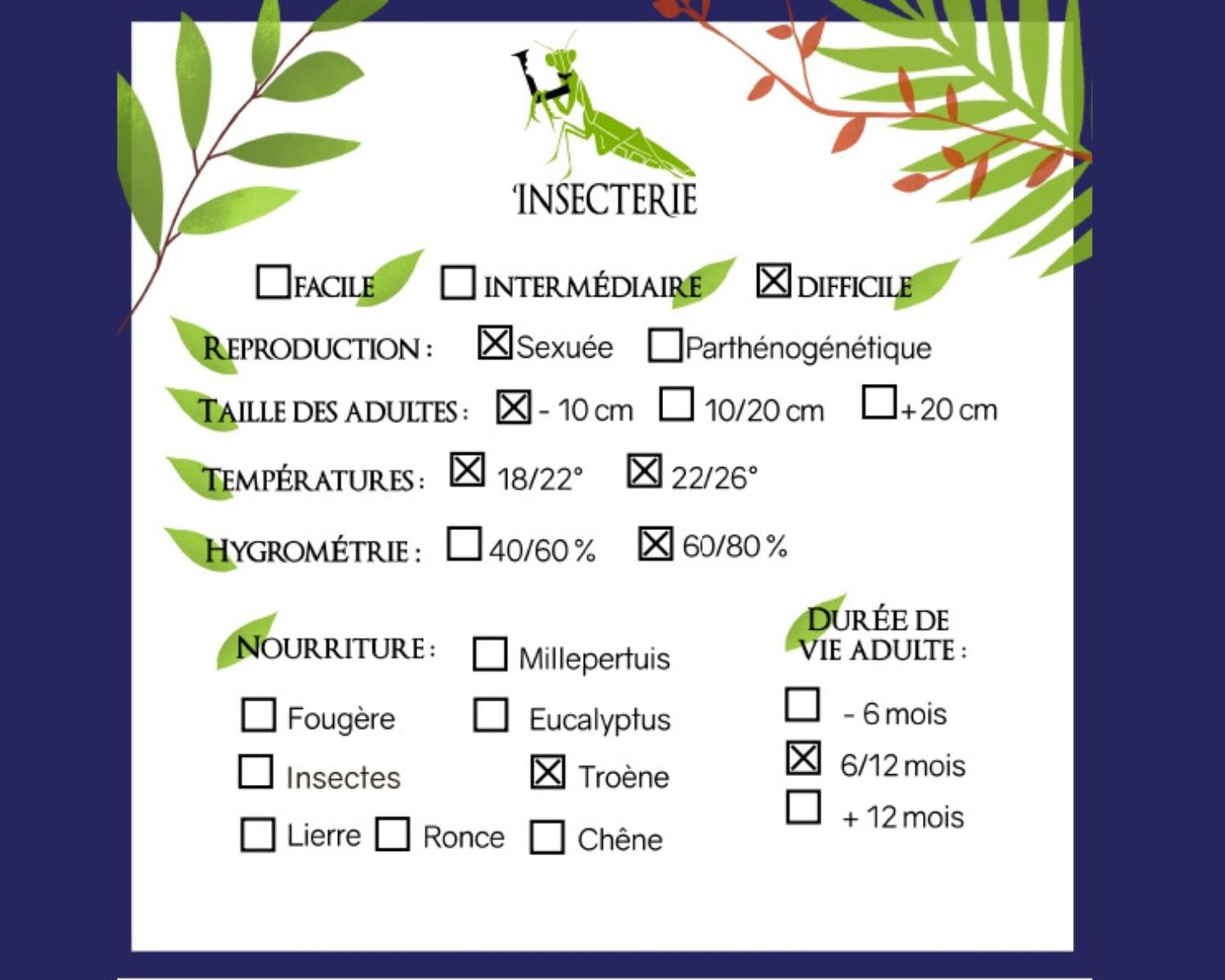 Fásmidos - Pseudophasma subapterum