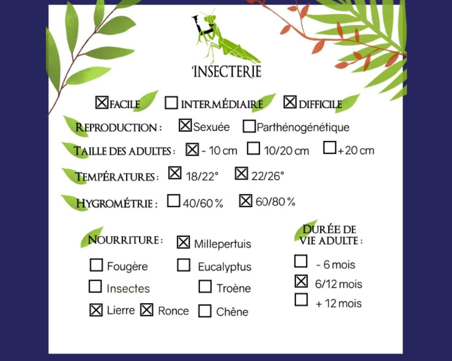 Fásmidos - Pterohirasea nigrolineata