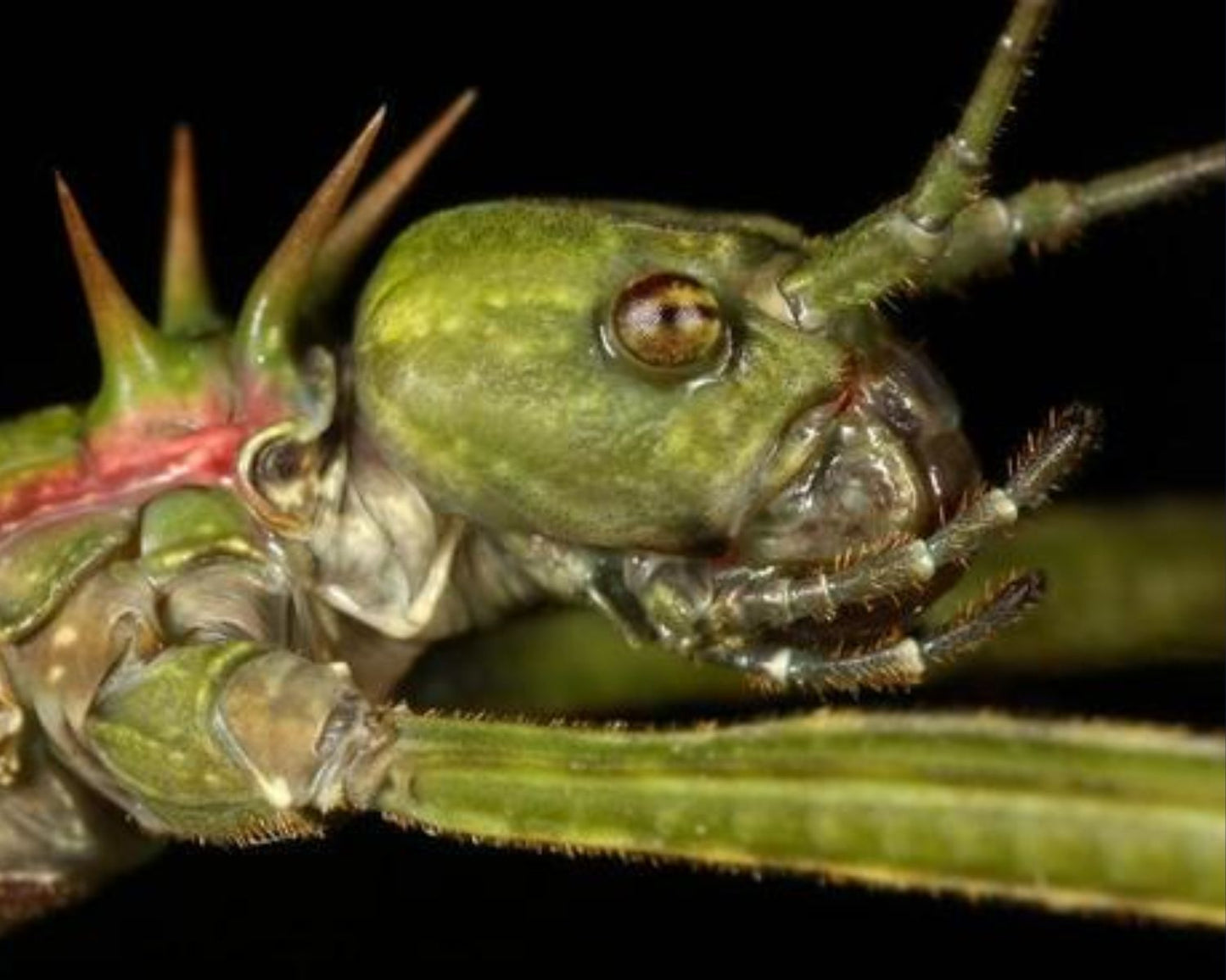 Fásmidos - Spinohirasea Bengalensis