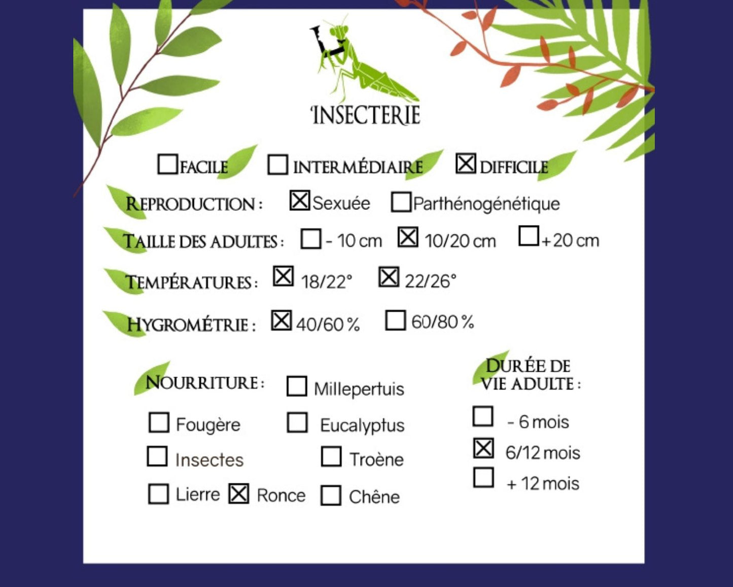 Fásmidos - Lonchodiodes sp "Ilocos