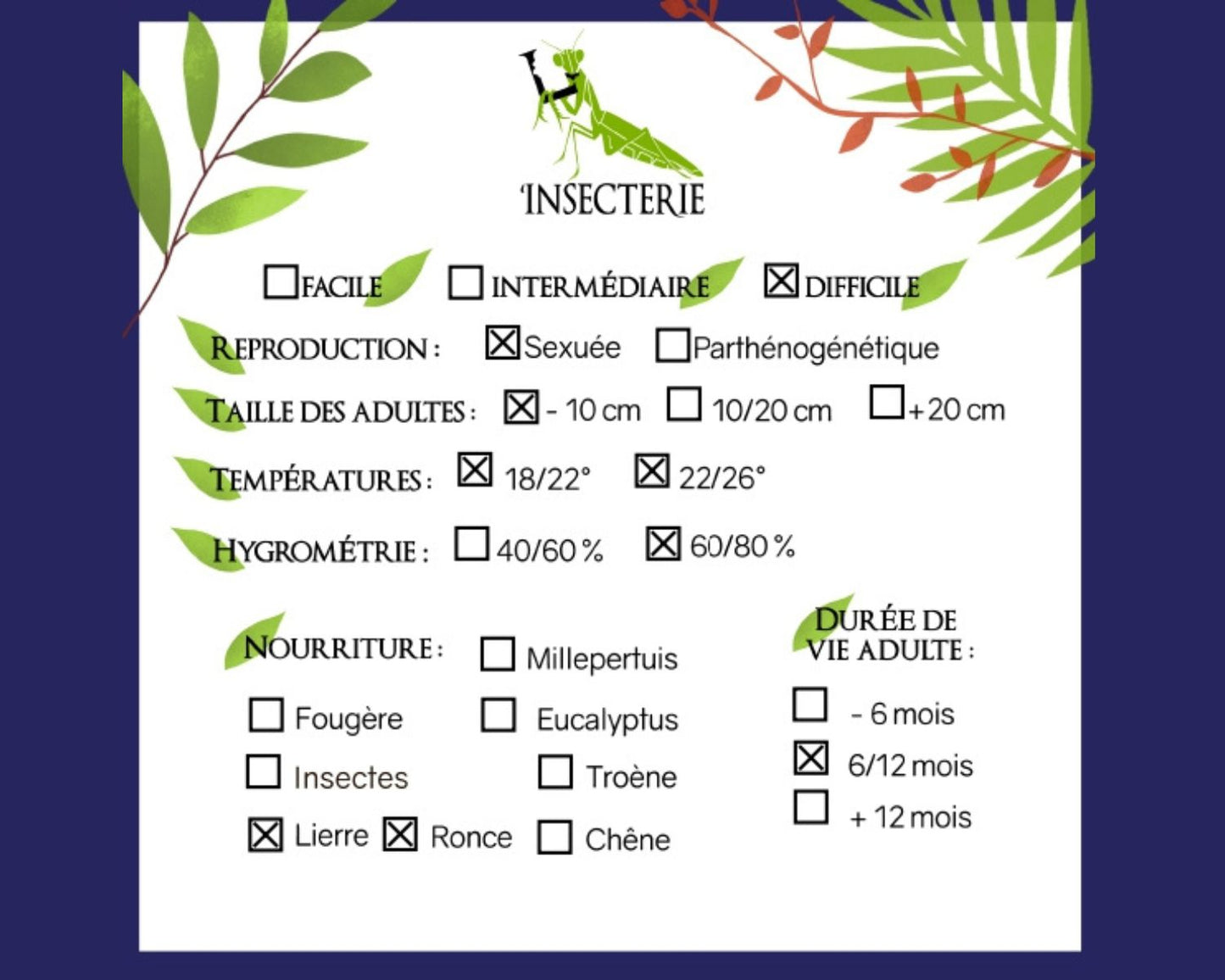 Fásmidos - Tisamenus sp "Cagayan