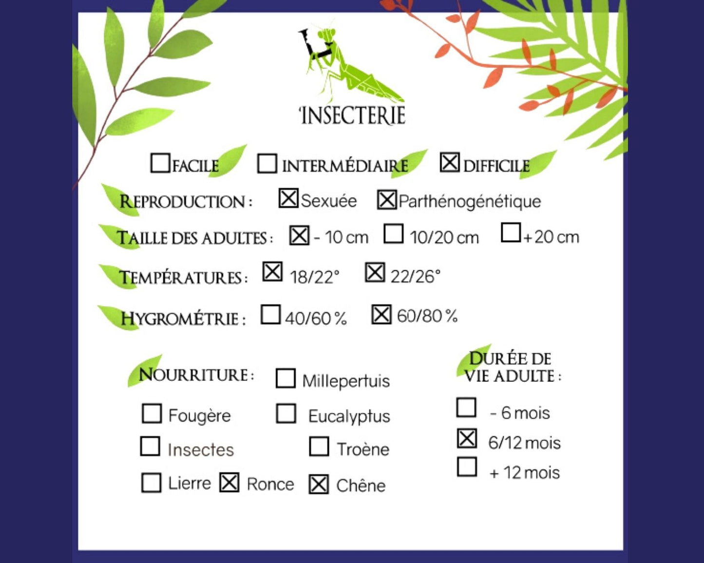 Fásmidos - Phyllium letiranti