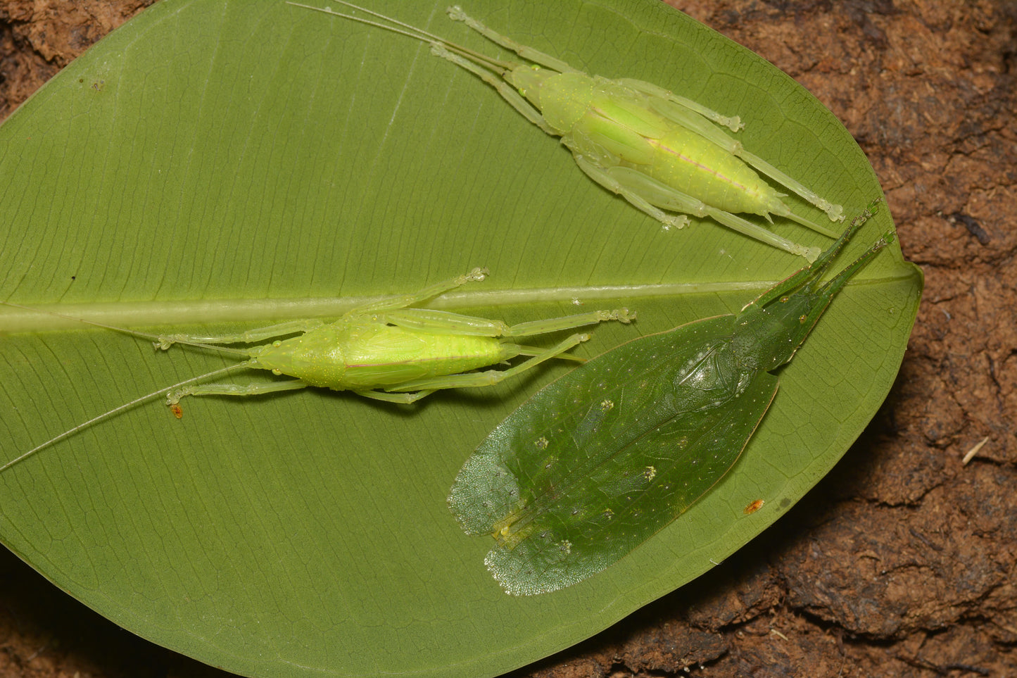 Saltamontes - Stilpnochlora couloniana