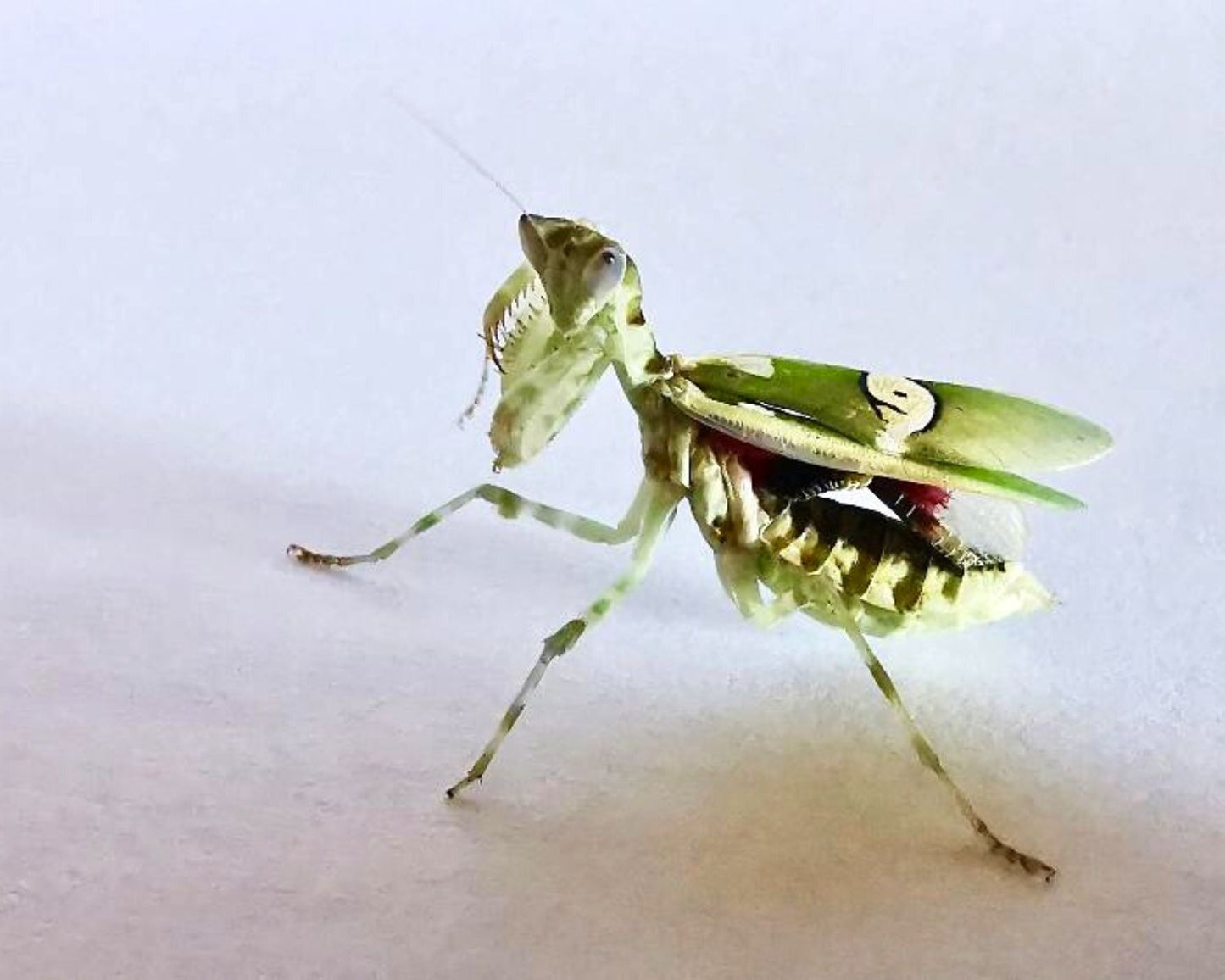 Mantis hoja - Creobroter gemmatus