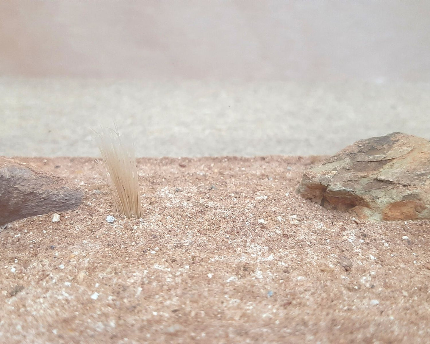 Coto de caza de hormigas - Decoración de su elección