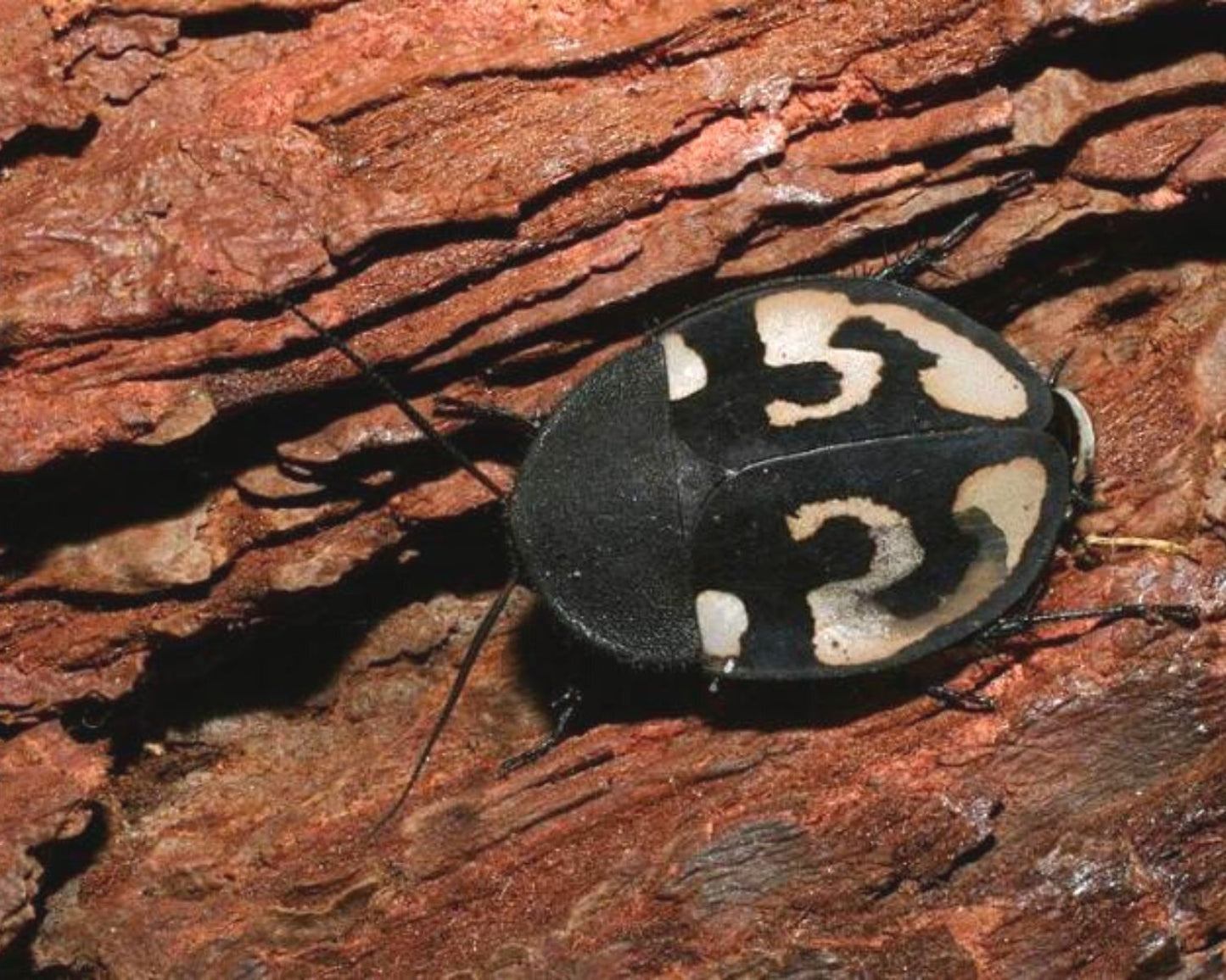 Cucarachas - Therea Olegrandjeani