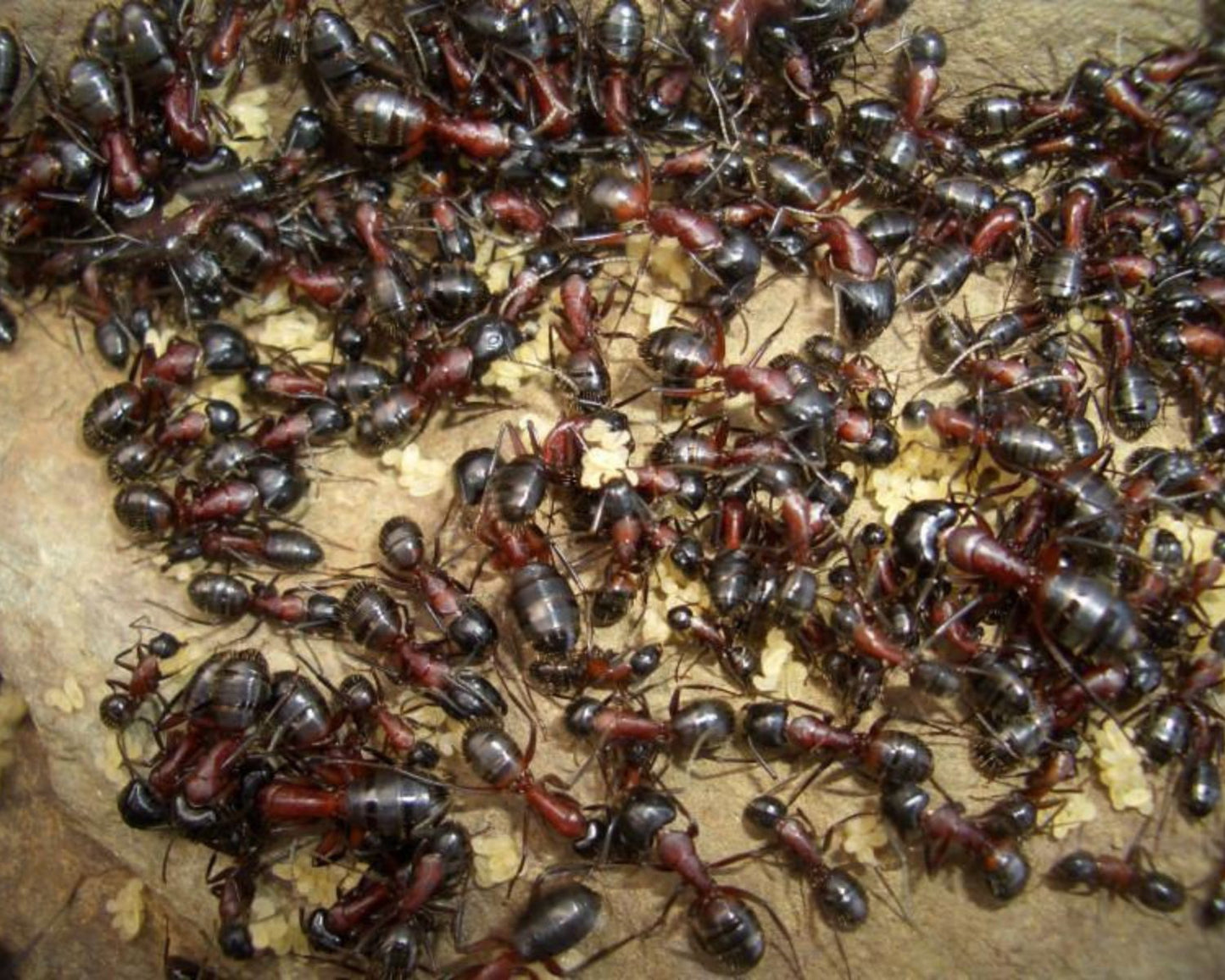Fourmis Camponotus ligniperda