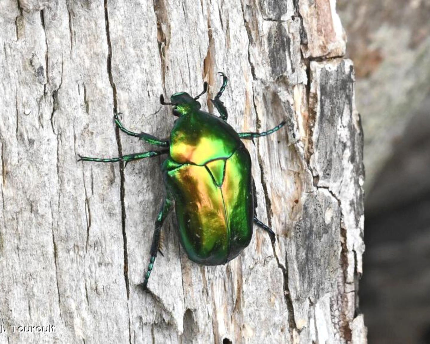 Cetoína - Cetonischema Aeruginosa
