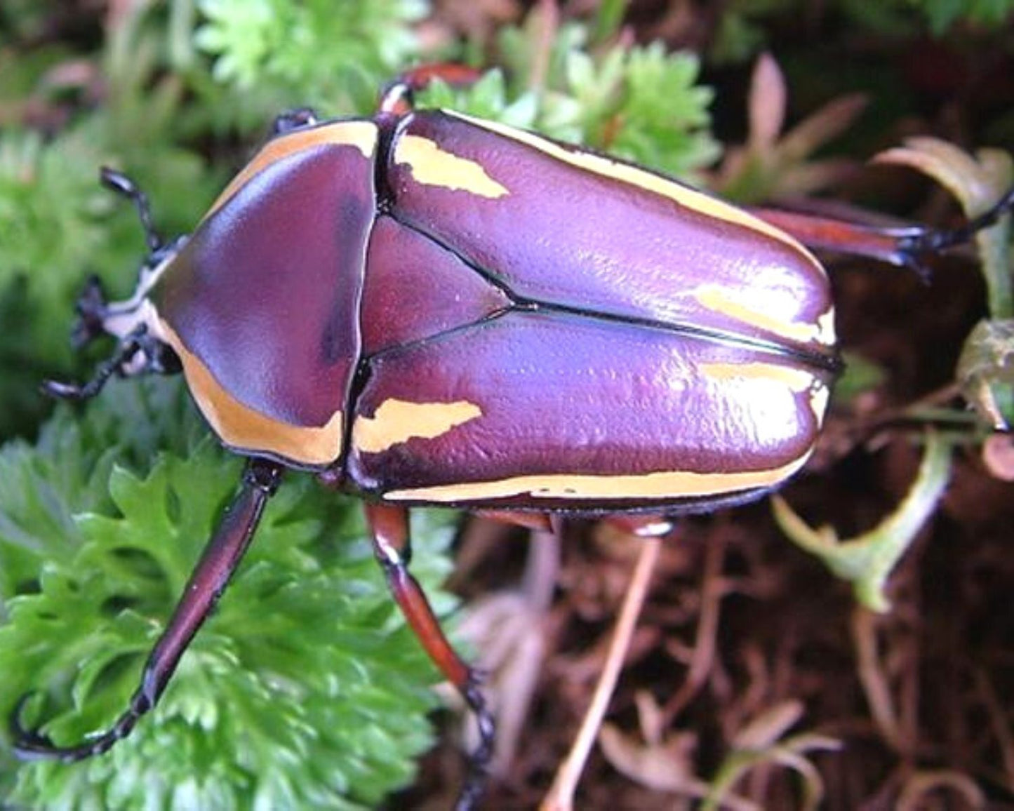 Escarabajo - Dicronorhina conradsi