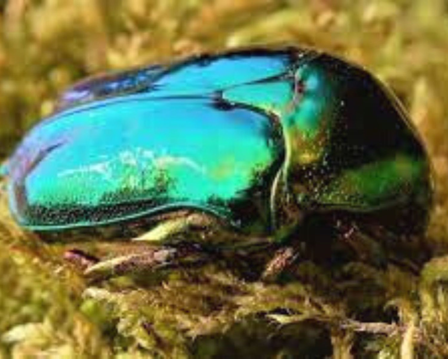 Cetoína - Protaetia Himalayana