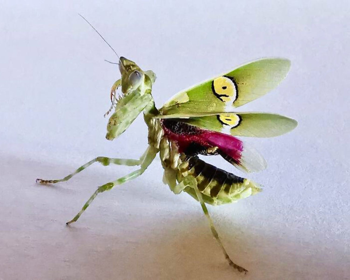 Mantis hoja - Creobroter gemmatus