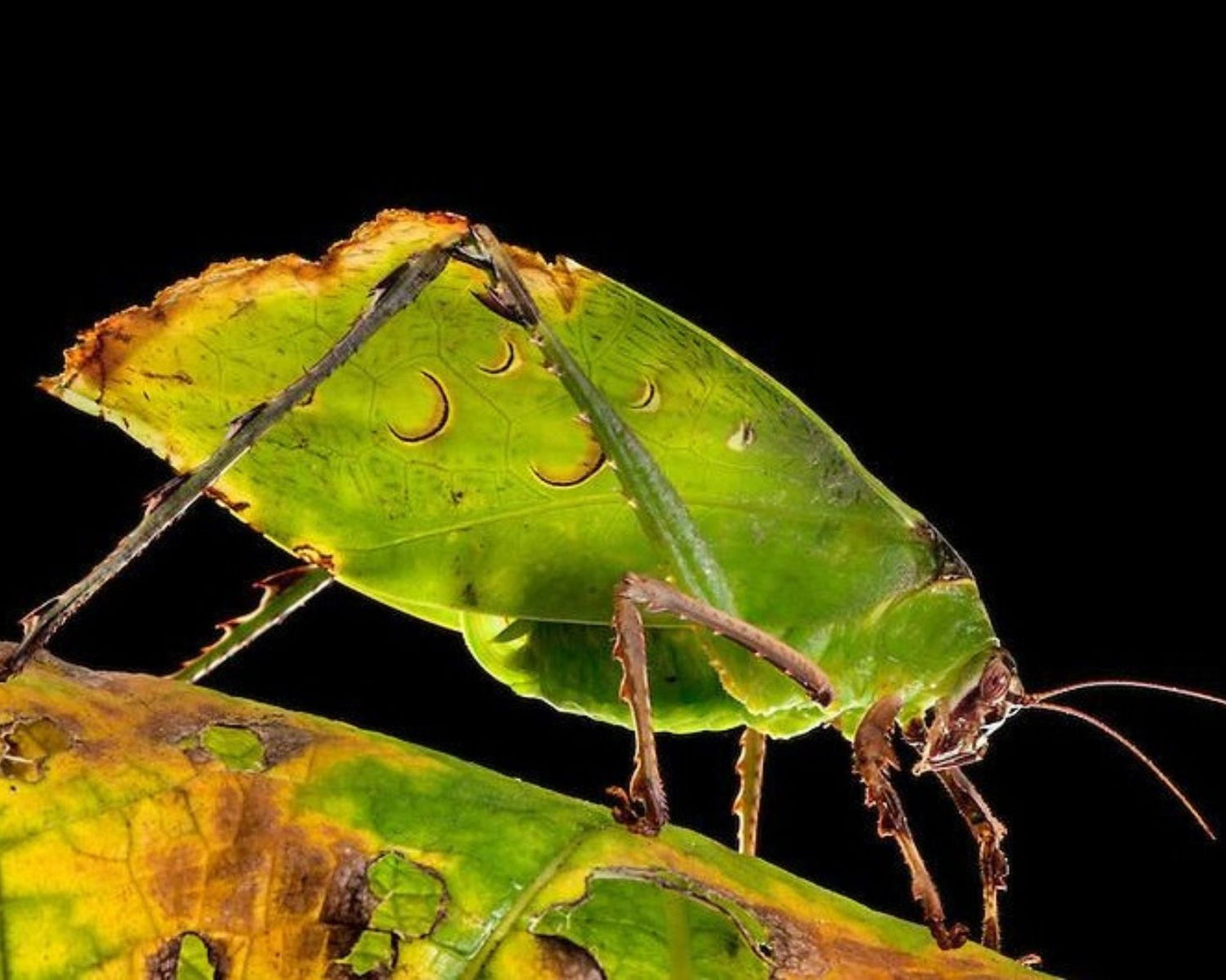 Grillo - Ancylecha fenestrata