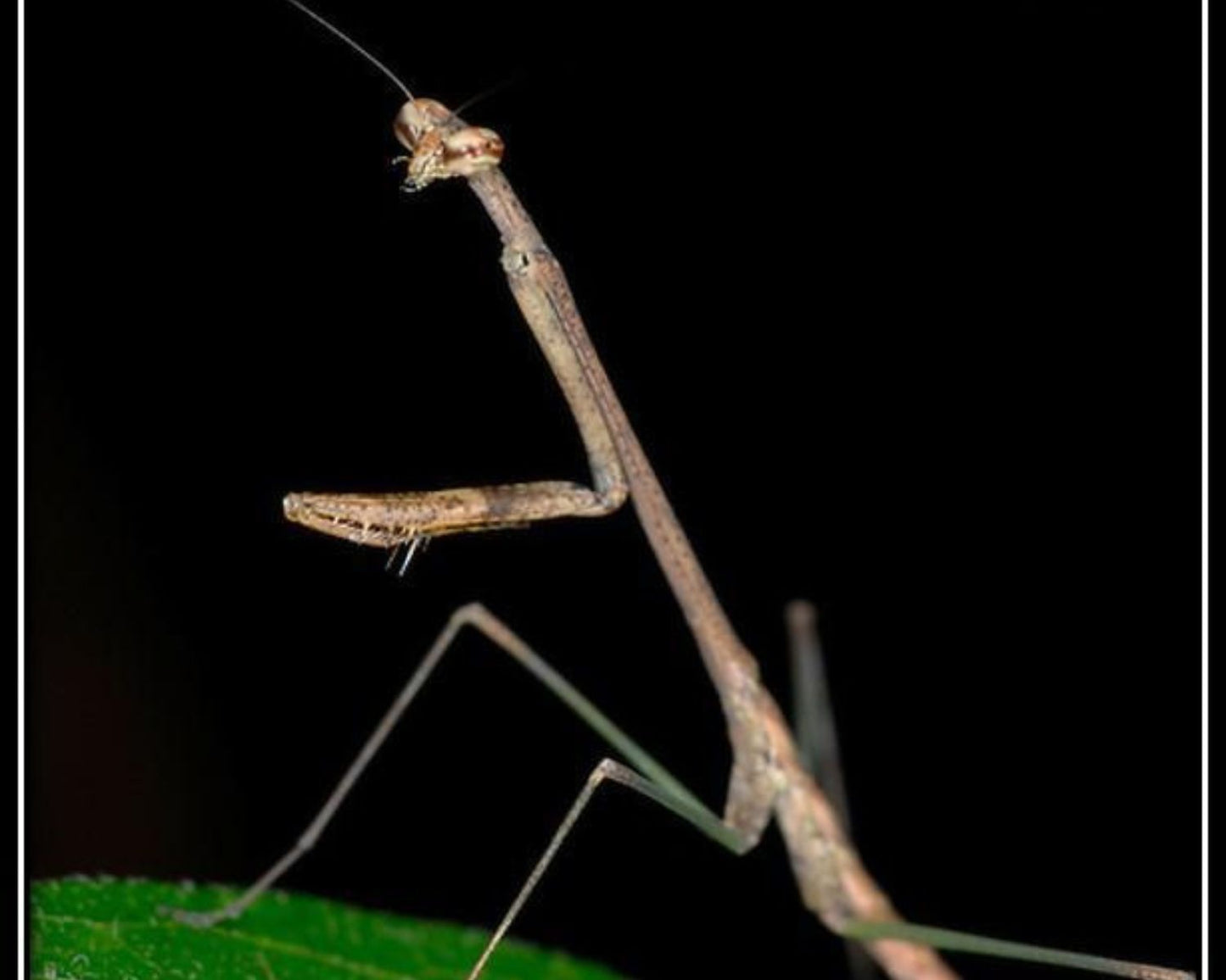 Mantis - Euchomenella heteroptera