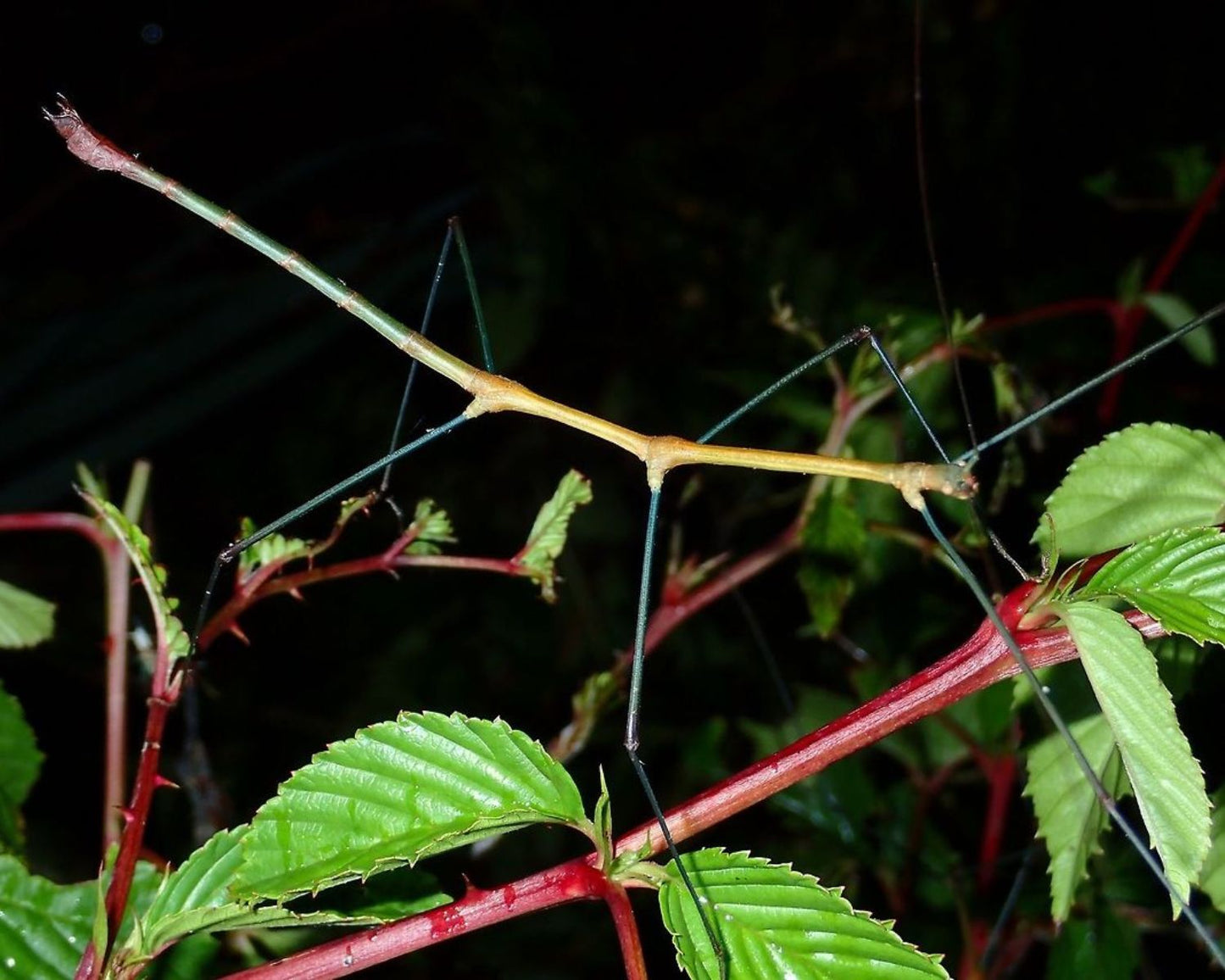 Fásmidos - Lonchodes dalawangsungay