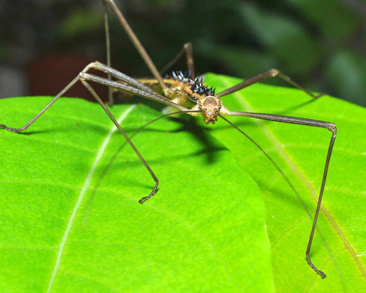 Fásmidos - Neohirasea maerens