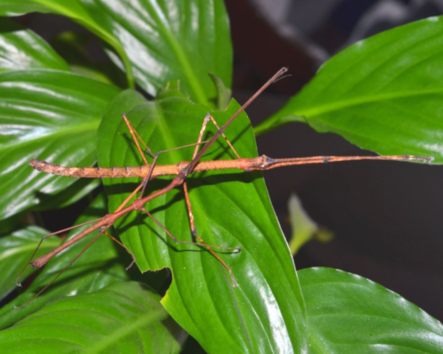 Fásmidos - Mithrenes panayensis