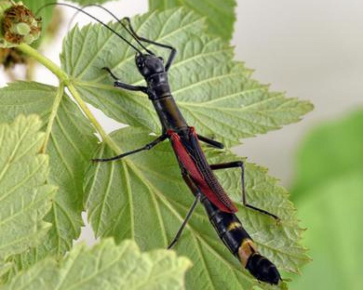 Fásmidos - Orthomeria kangi