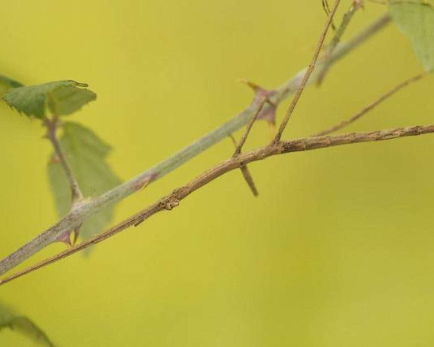Fásmidos - Tirachoidea biceps