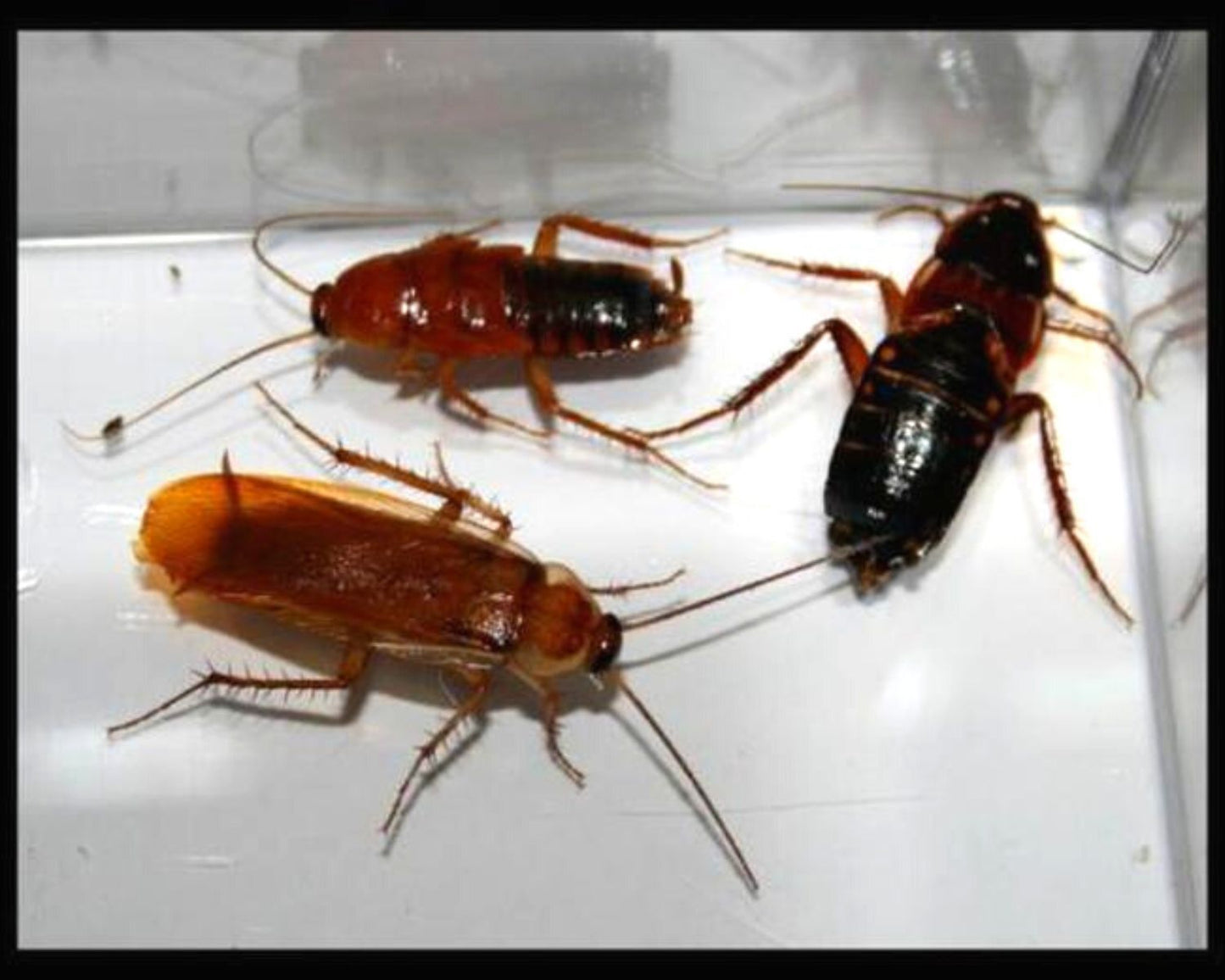 Presa - Cucarachas - Red Runner