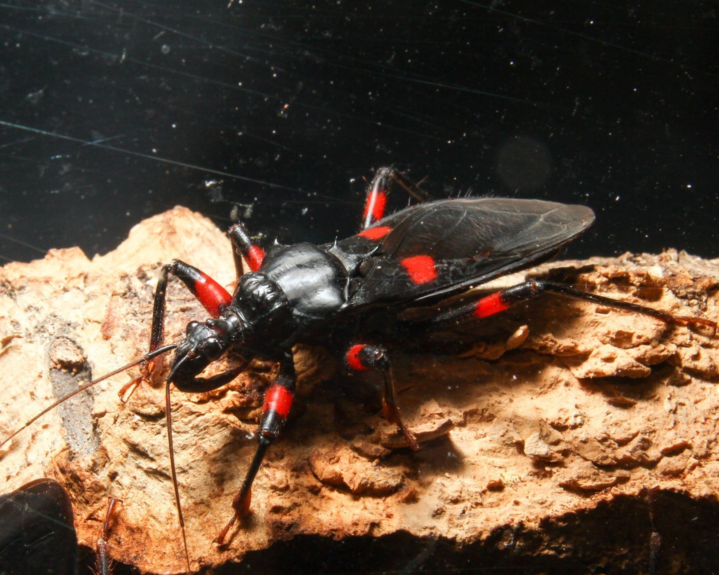 Redúvidos - Platymeris laevicollis