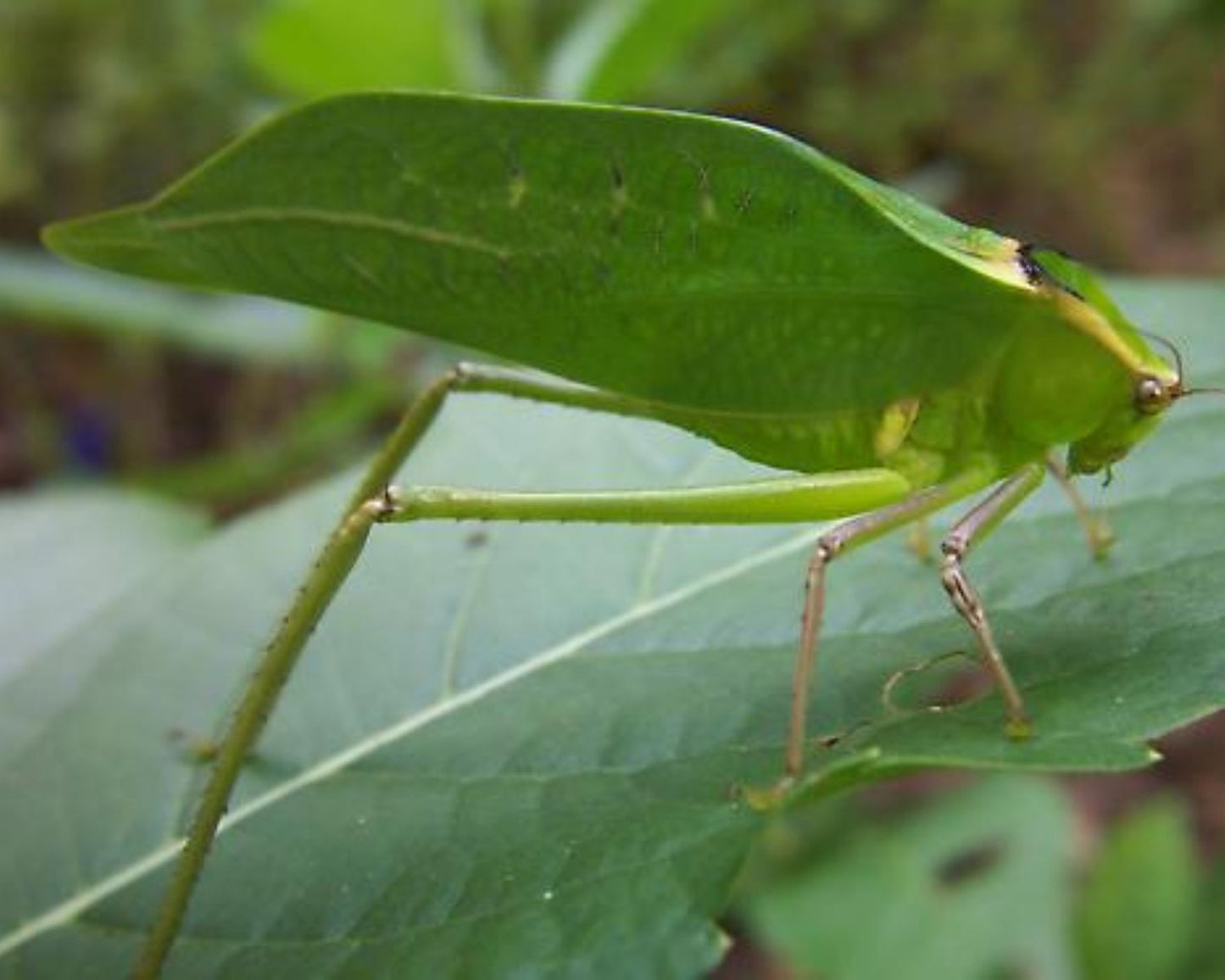 Saltamontes - Stilpnochlora couloniana