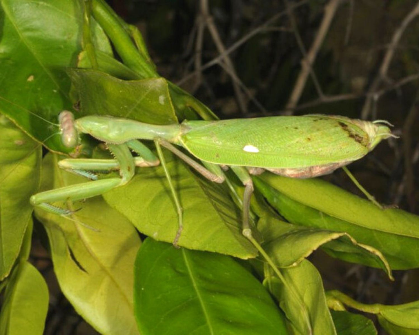 Mantis - Sphodromantis viridis