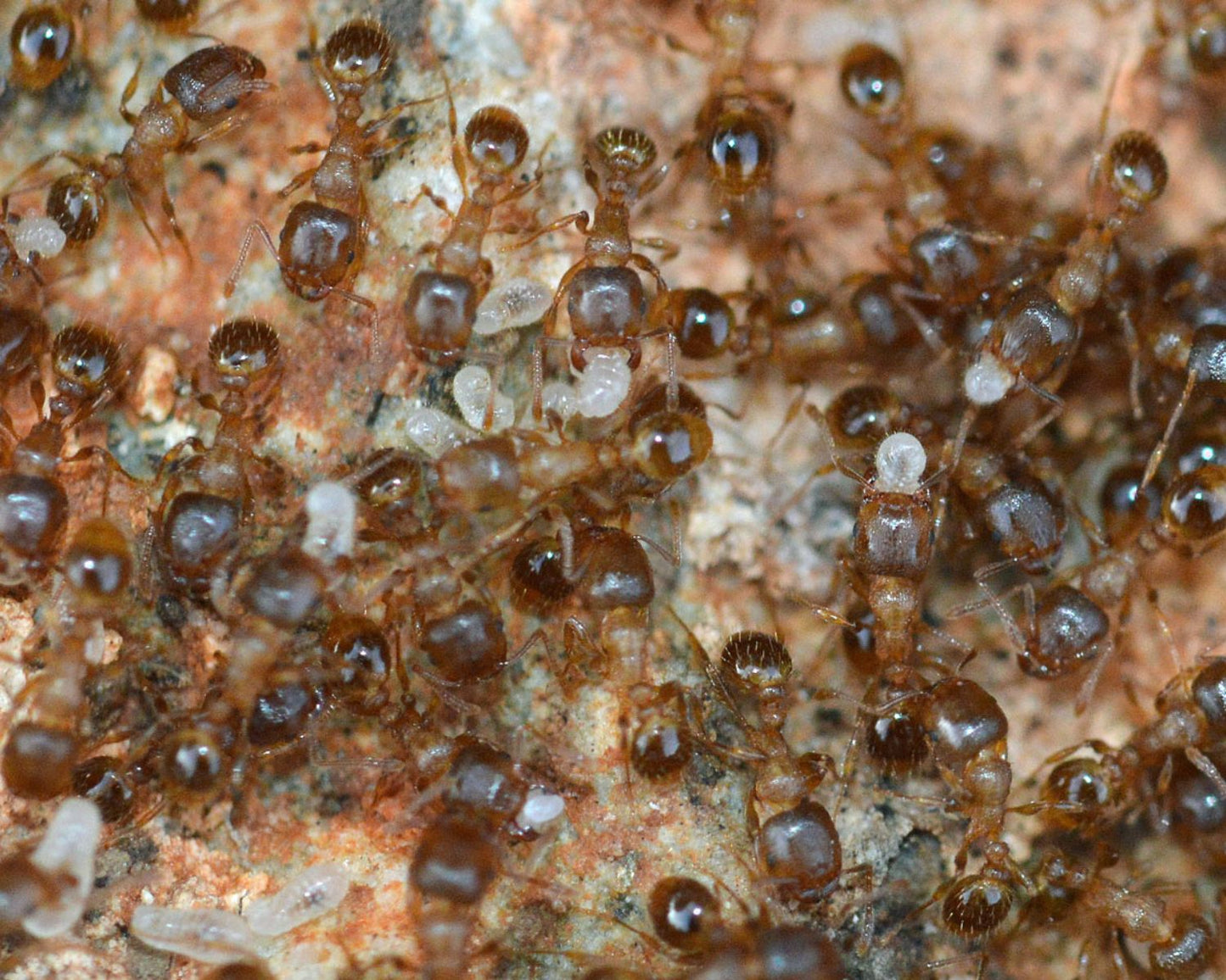 Boutique fourmis Tetramorium Méridionale