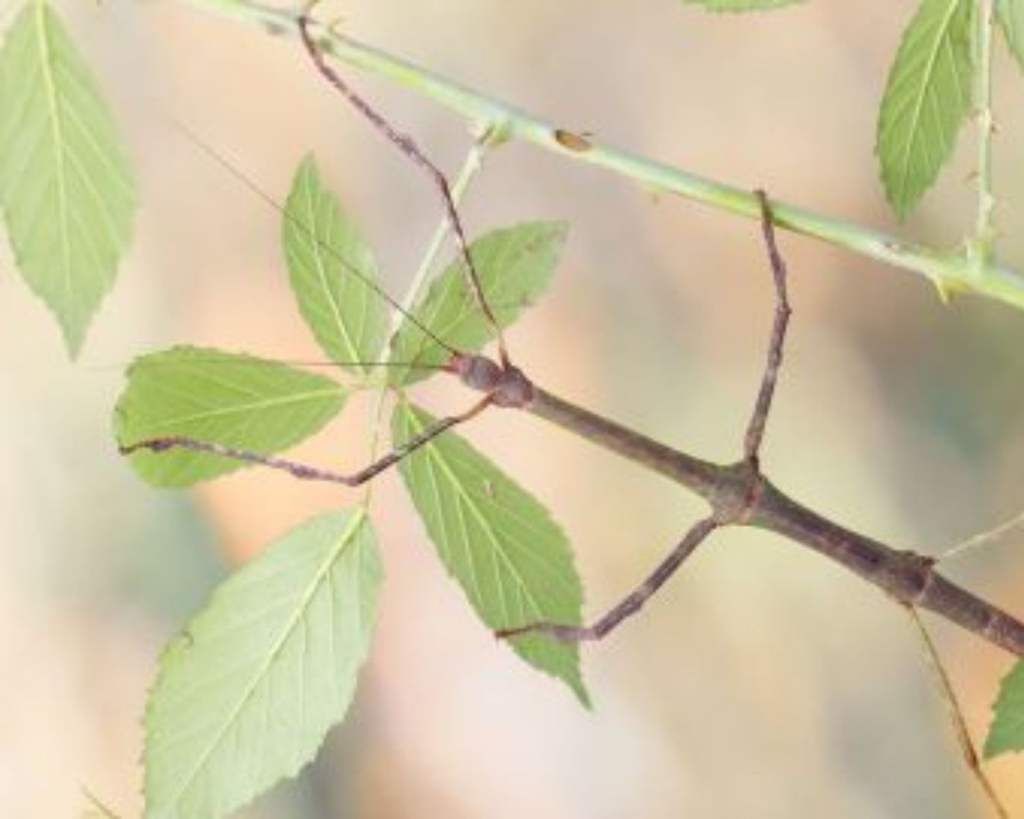 Fásmidos - Lonchodes Jejunus