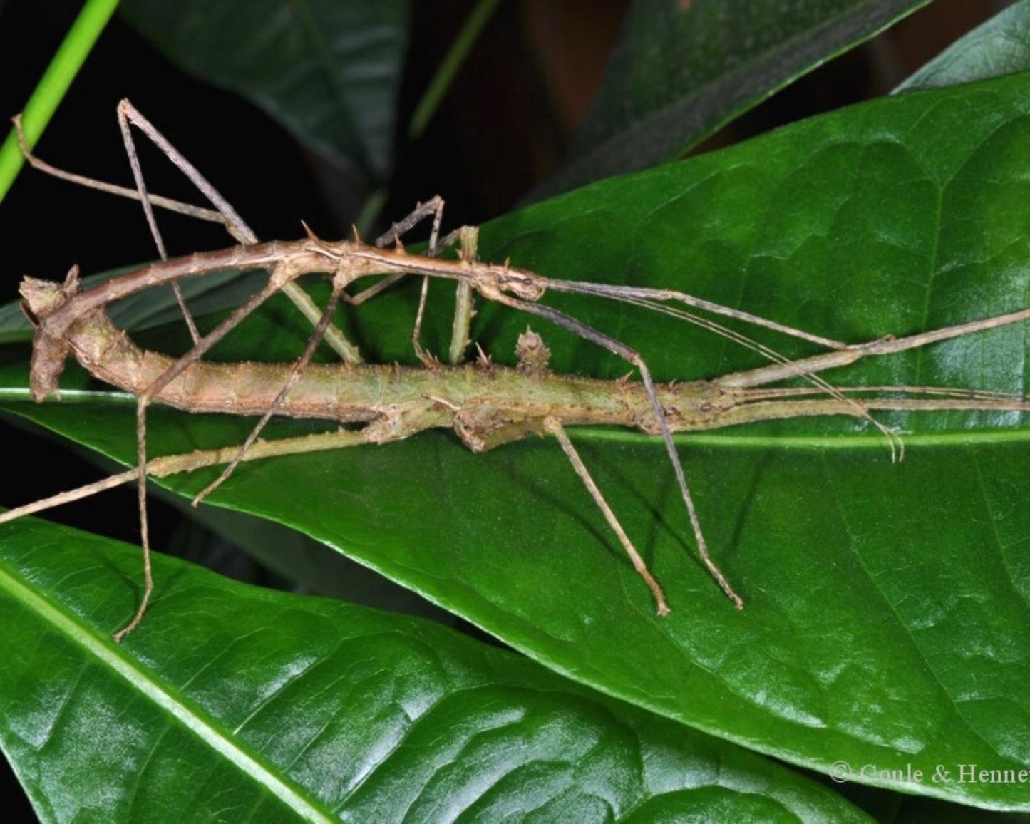 Fásmidos - Neohirasea fruhstorferi