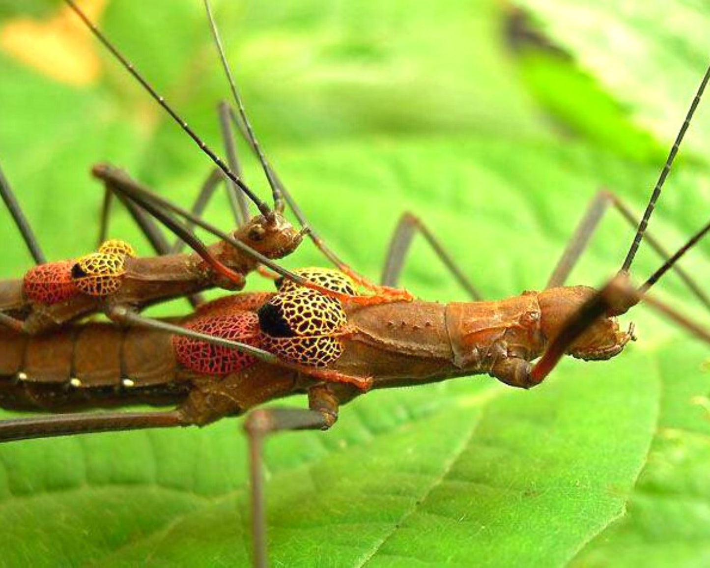 Fásmidos - Neophasma subapterum