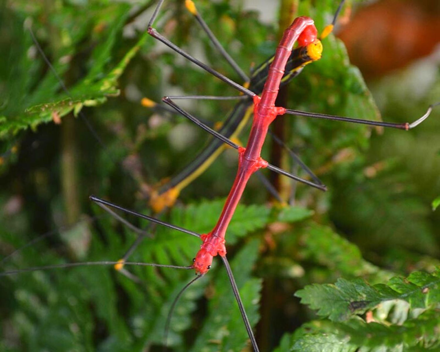 Fásmidos - Oreophoetes peruana