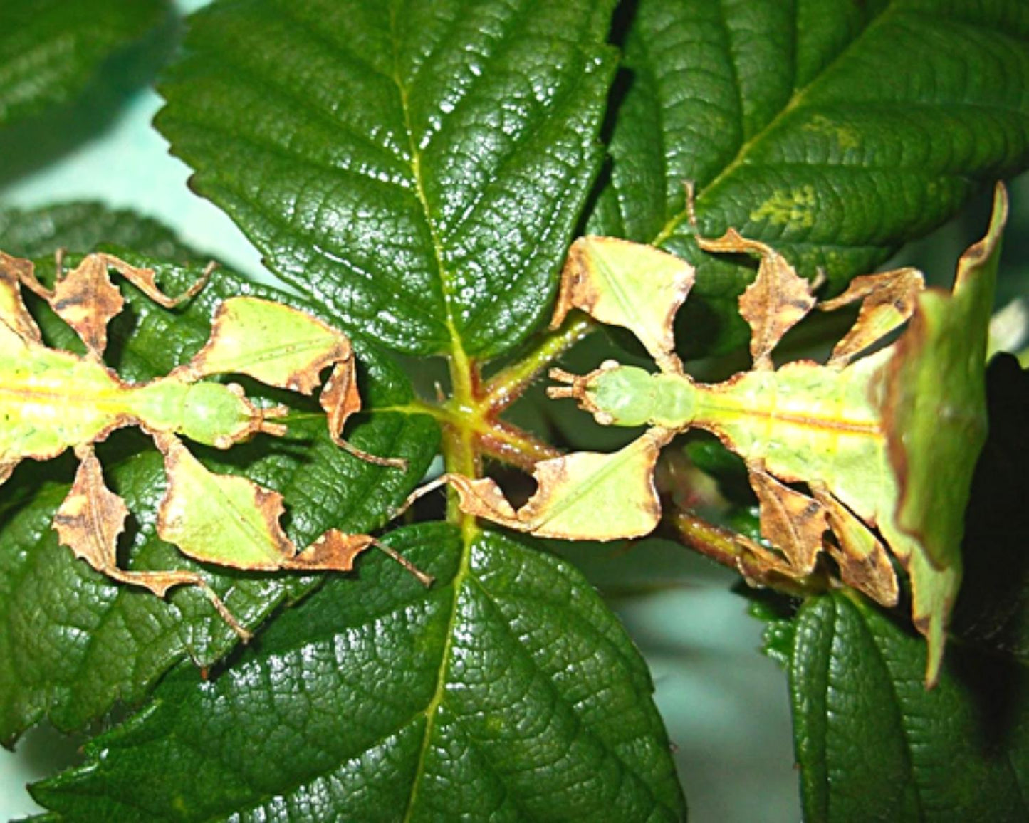 Fásmidos hoja gigante - Phyllium giganteum