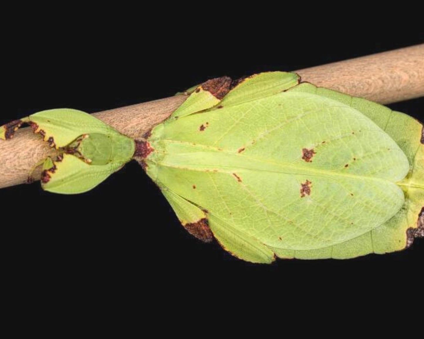 Fásmido hoja - Phyllium nisus "Bukit Daun