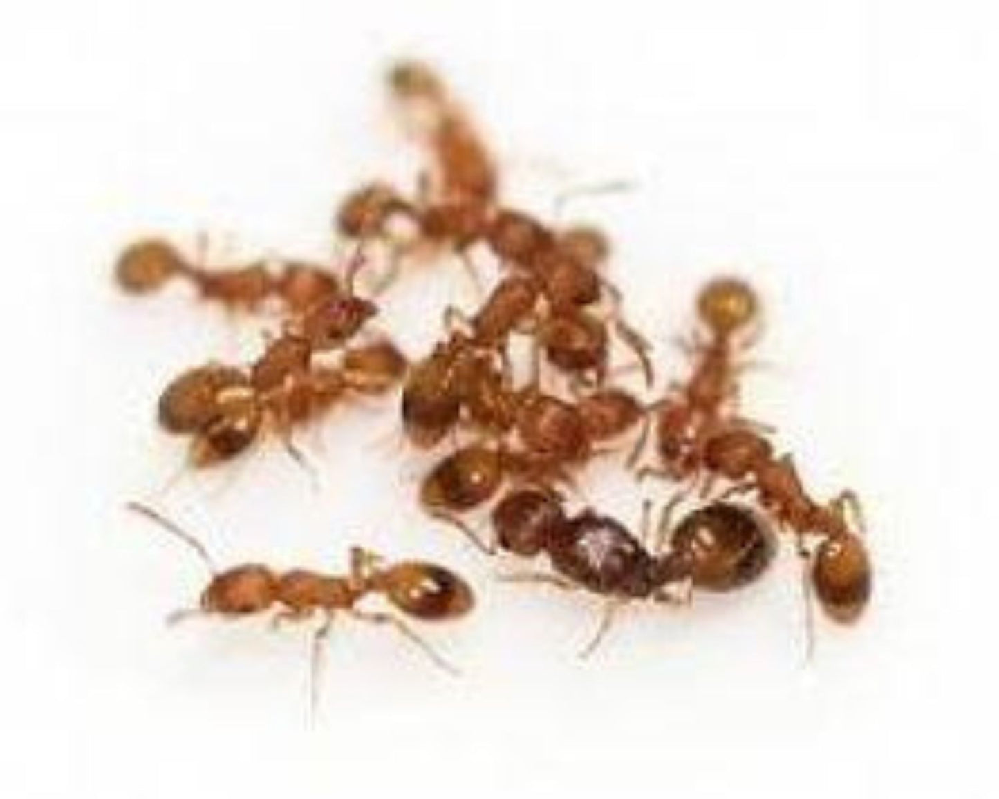 Colonie fourmis temnothorax unifasciatus