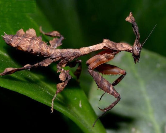 La Mante Phyllocrania paradoxa : Une créature  fascinante