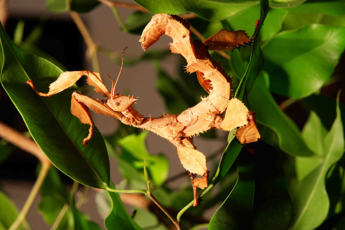 Diferentes especies de insectos en un mismo terrario – L'insecterie