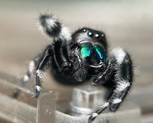 Pourquoi Choisir la Phidippus Regius comme Animal de Compagnie ?