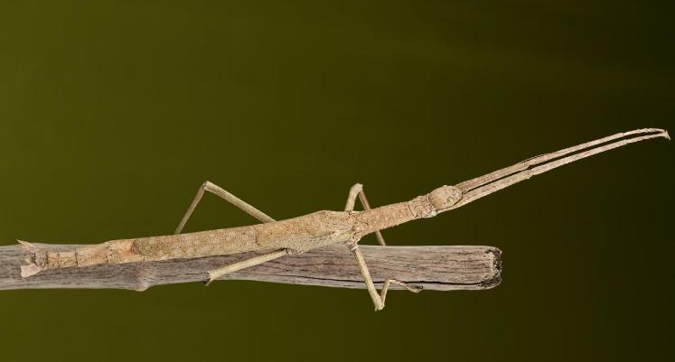 Des insectes pour les enfants