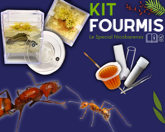 Kit Fourmis - Camponotus Nicobarensis
