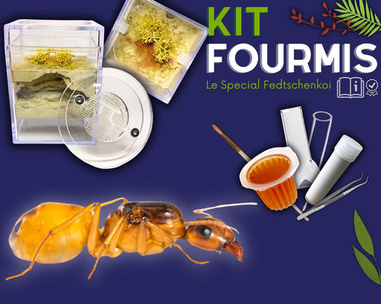 Kit Fourmis - Camponotus Fedtschenkoi
