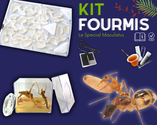 Kit Fourmis - Camponotus Maculatus
