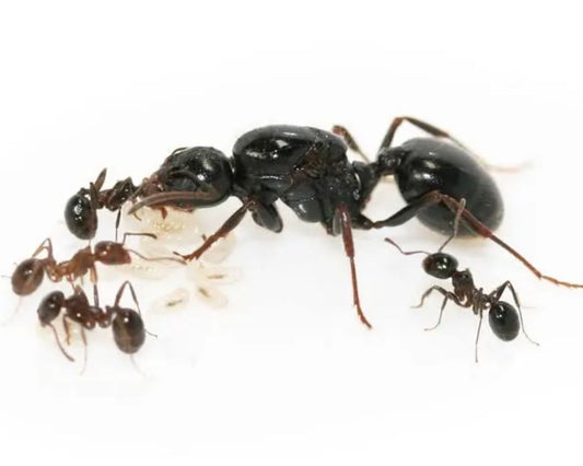 Fourmis - Messor wasmanni