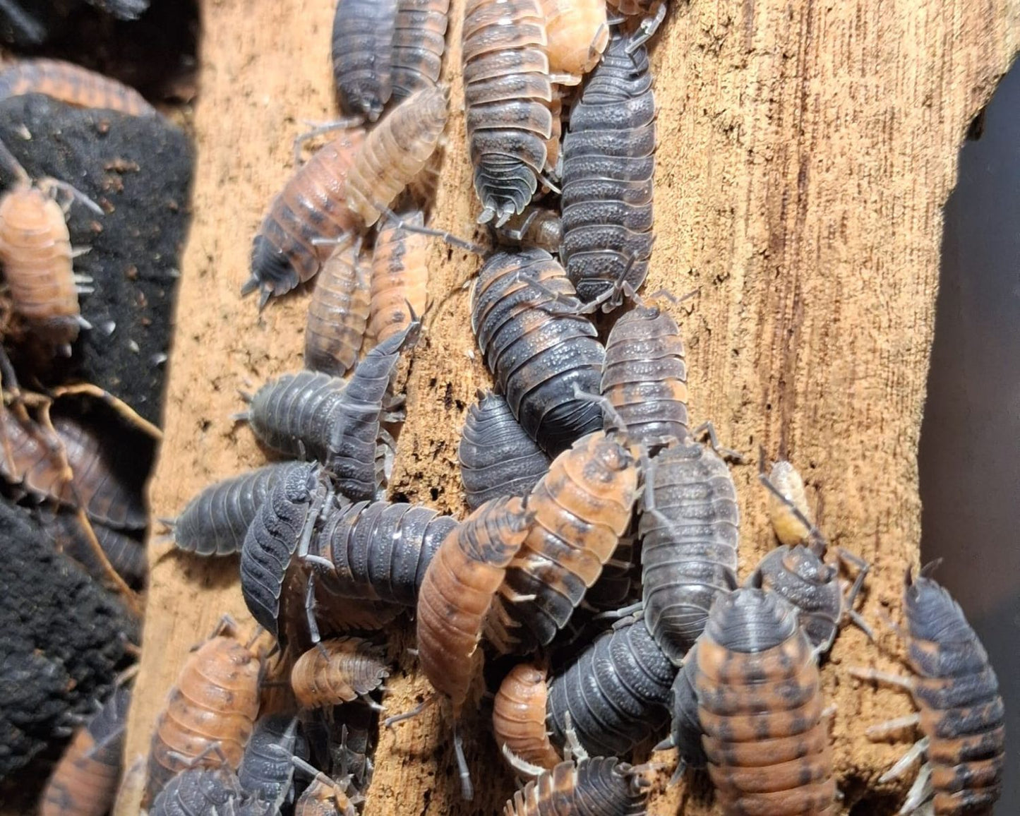 Cloportes - Porcellio scaber “Lava”
